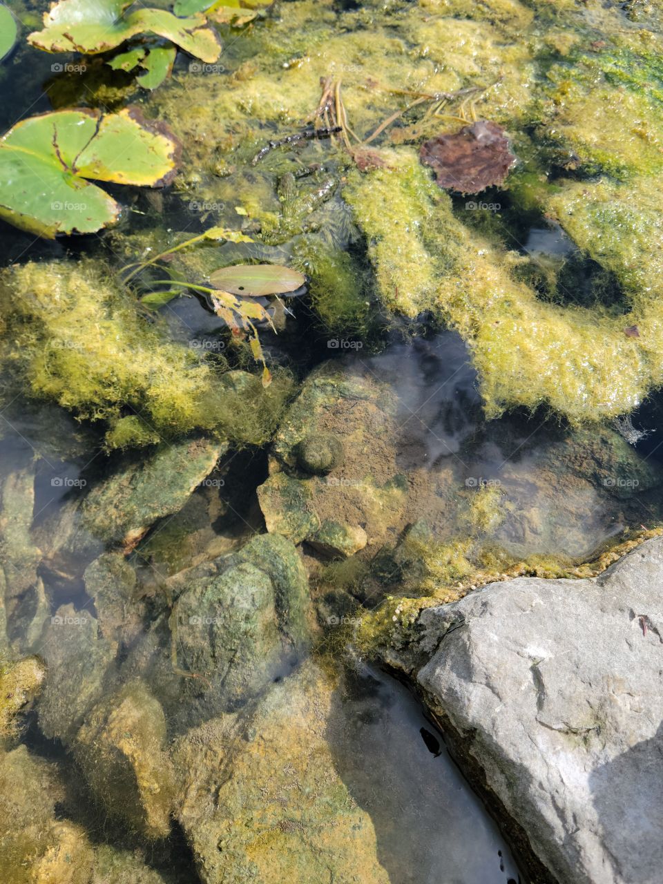 Just a snail doing its thing