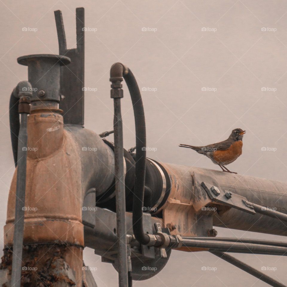 Bird observing upon some pipes and fixtures.
