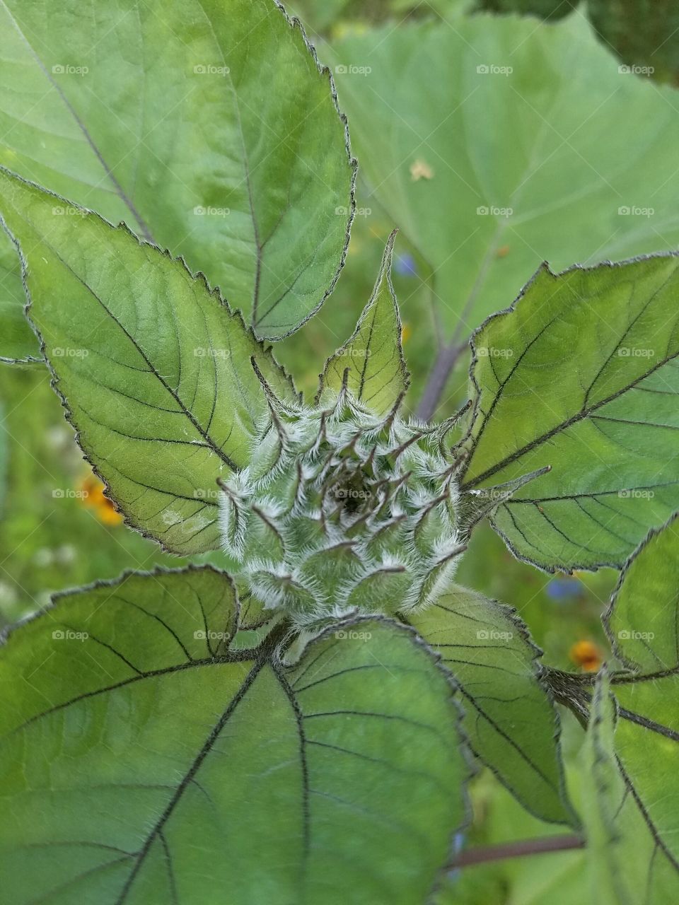 Sunflower Center of Bloom