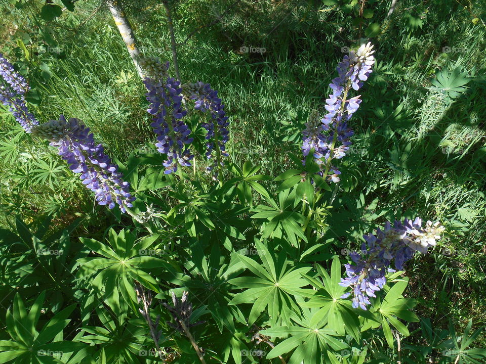 purple flowers in the forest green background, summer time, top view