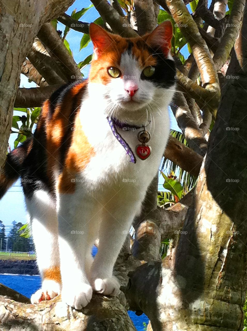 Multicolored domestic cat in tree 