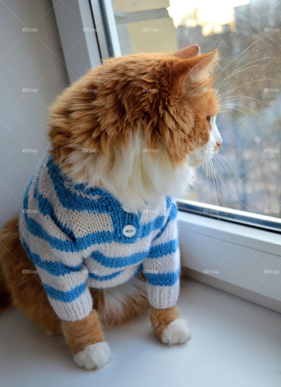ginger cat sitting on a window home in sweater and looking, cozy winter, autumn and winter time
