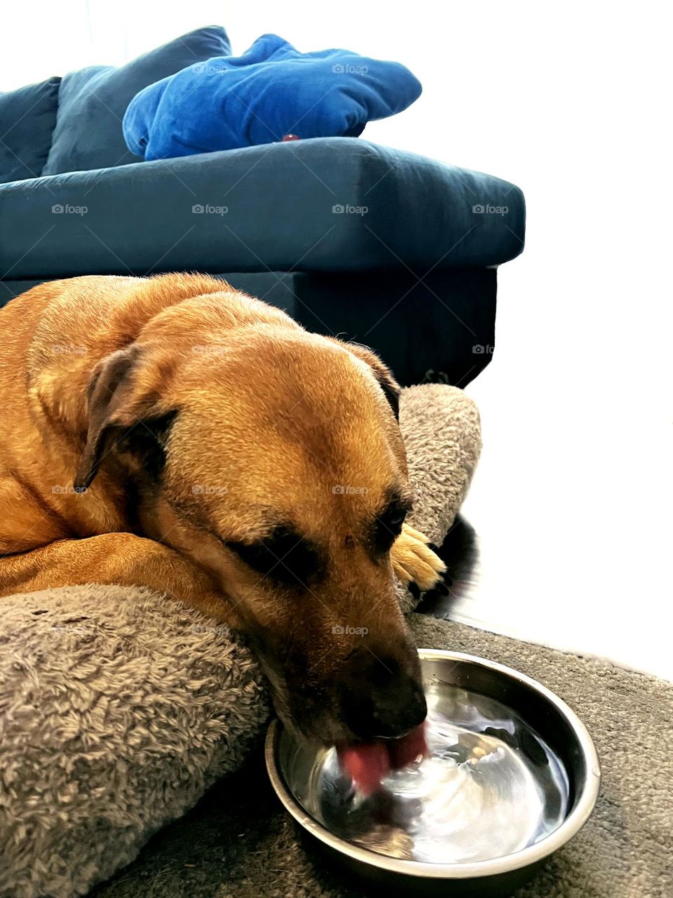 This is my Shepard mix dog drinking water. Love this guy! 
