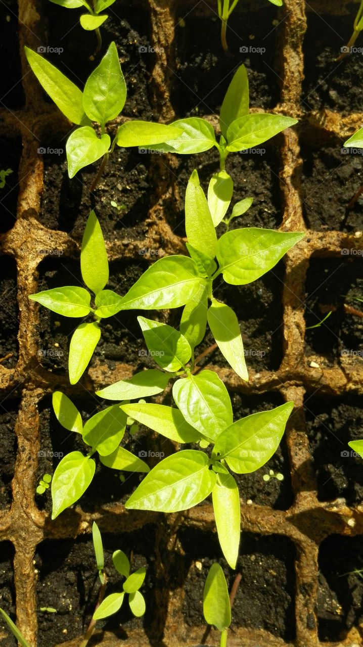 Young sprouts growing in green house
