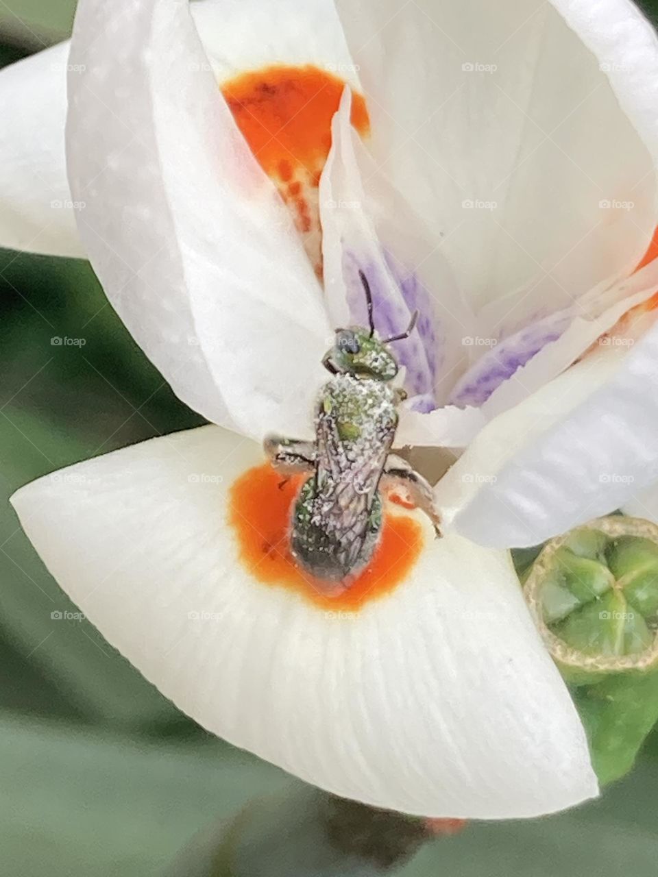 Mosquinha esverdeada empoleirada numa flor de moreia branca com detalhes alaranjados e roxos.