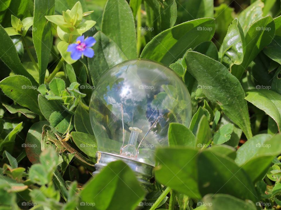 Macro lamp surround by flowers