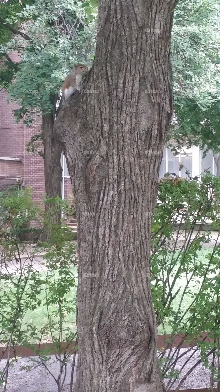 the tree and the squirrel