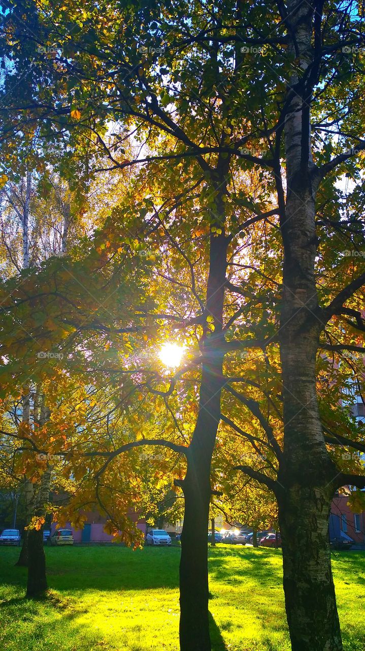 Осень. Солнце светит сквозь листву.