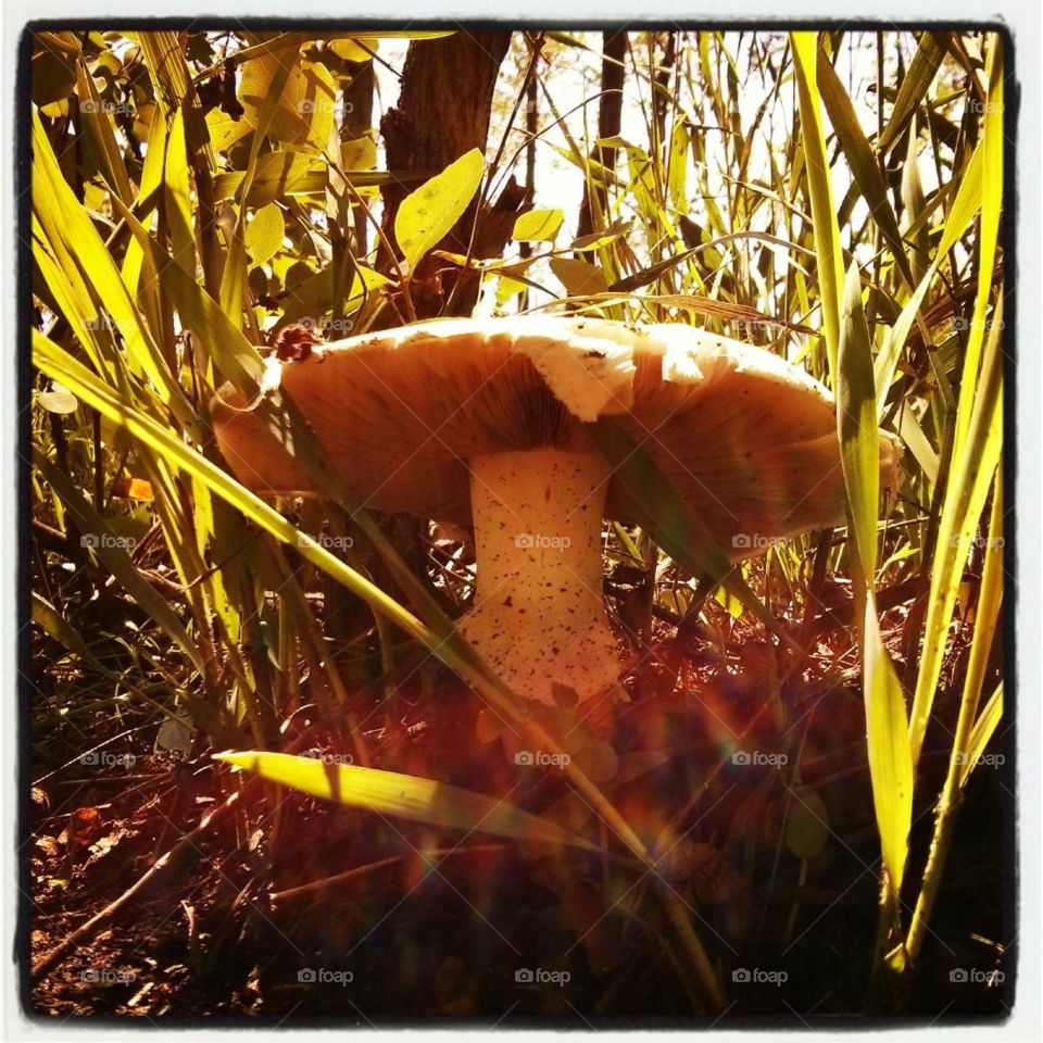 Mushroom in nature 