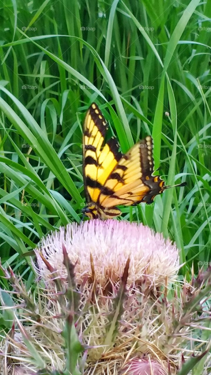 yellow butterfly on flower