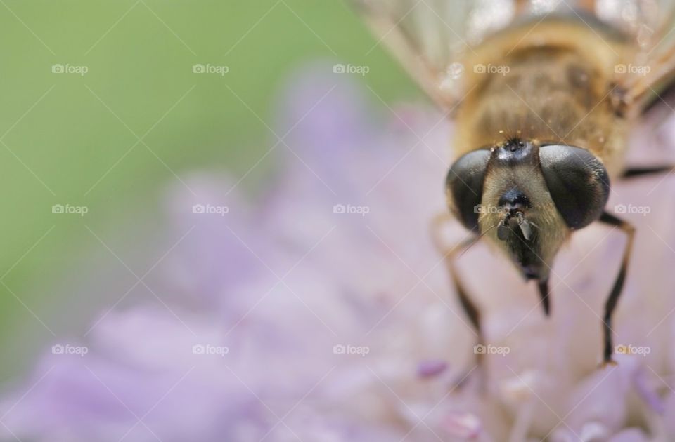 Close-up of bee on flower