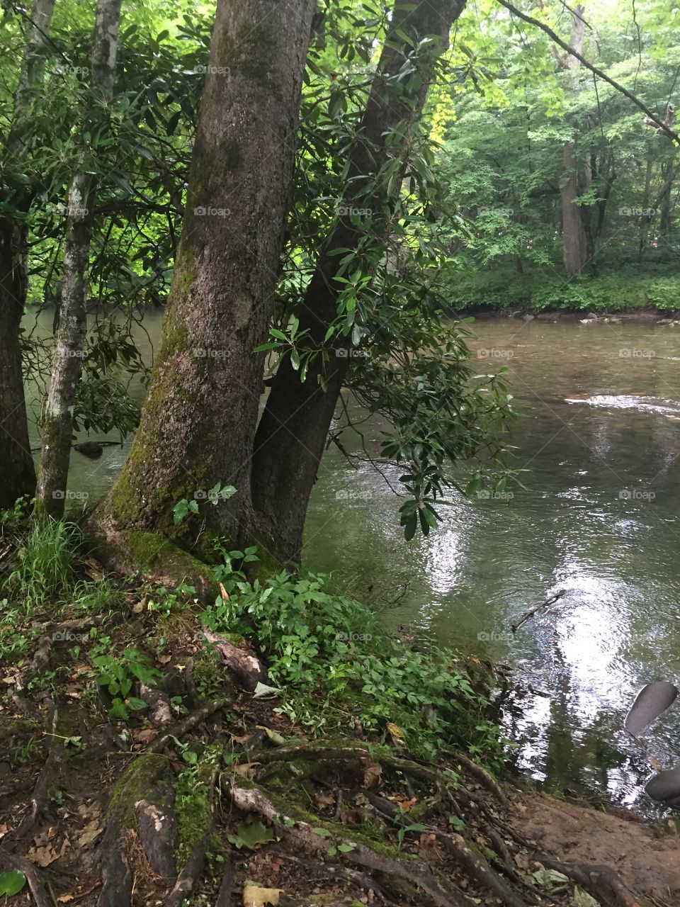 Stream  at Cherokee North Carolina 
