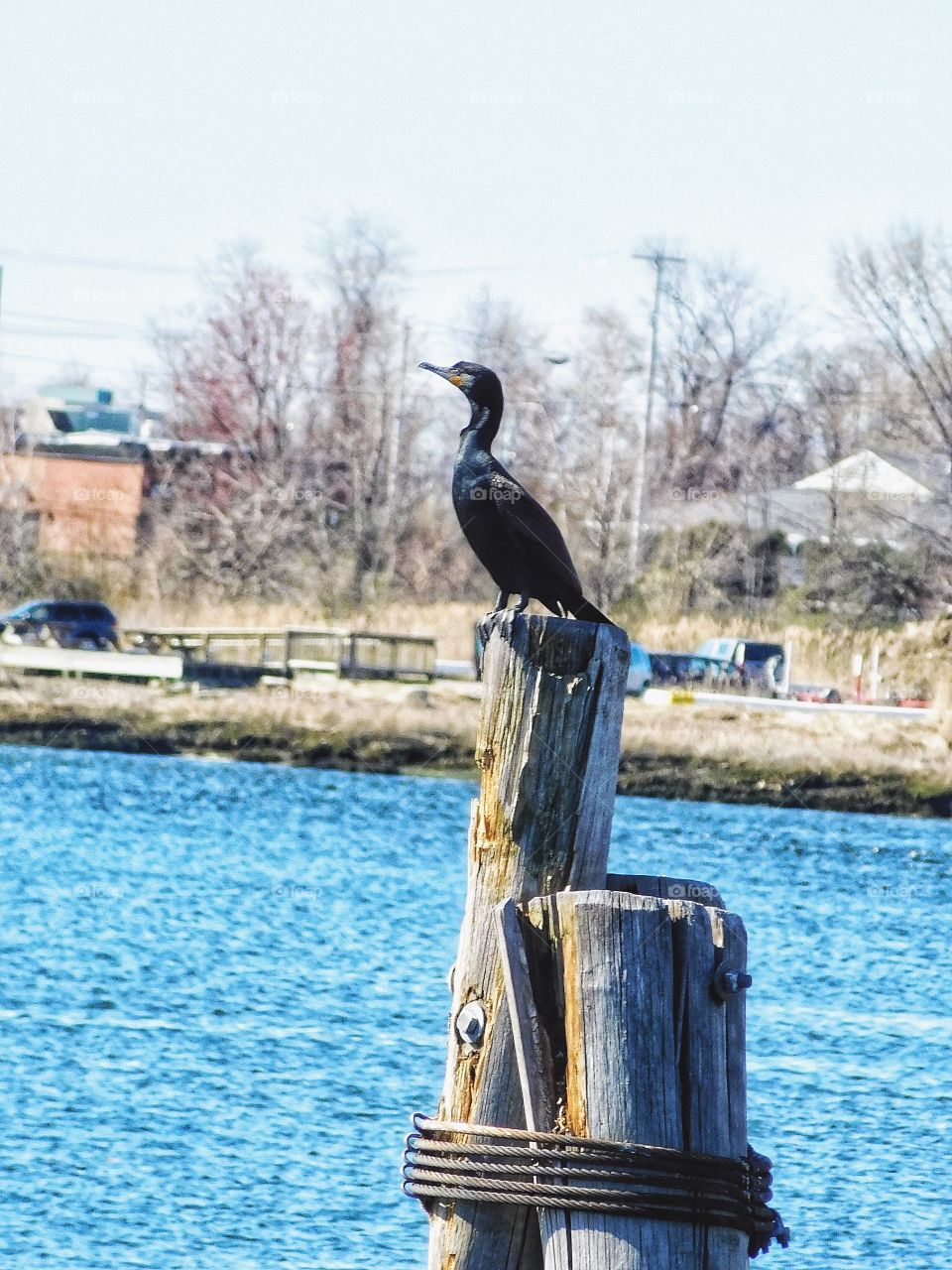 Cormorant 