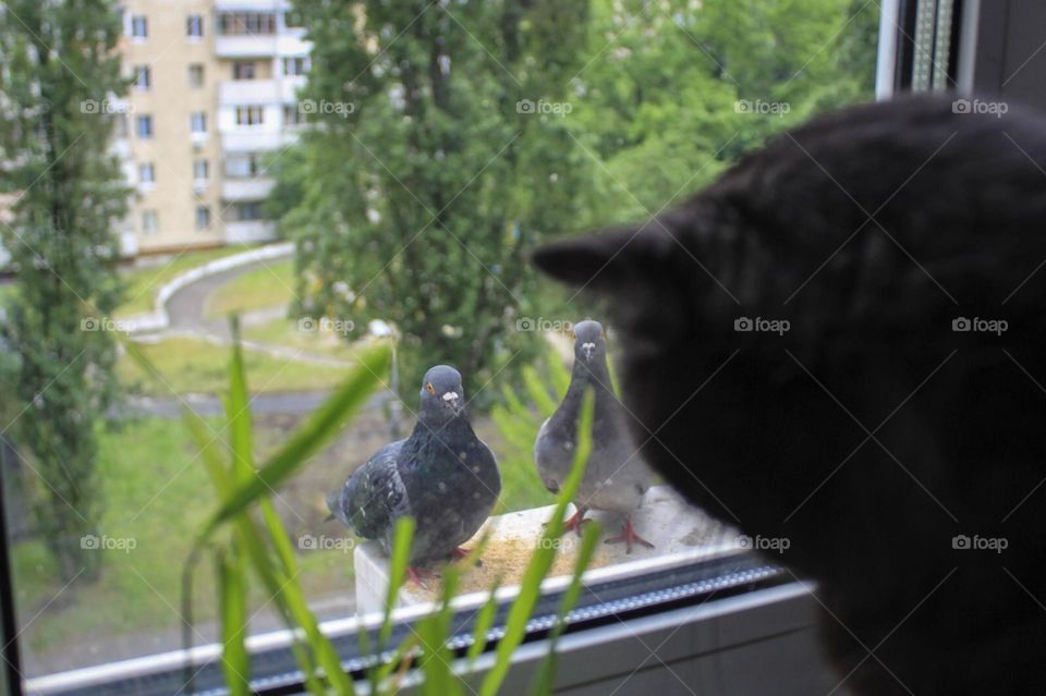 Cat meets pigeons