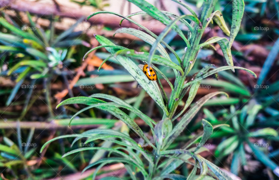 little orange with black dots  ladybug