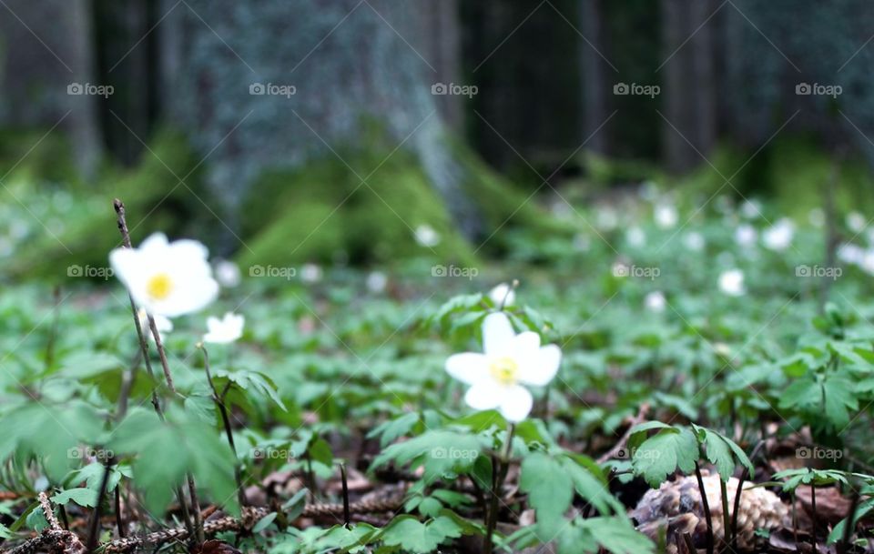 Wood anemone