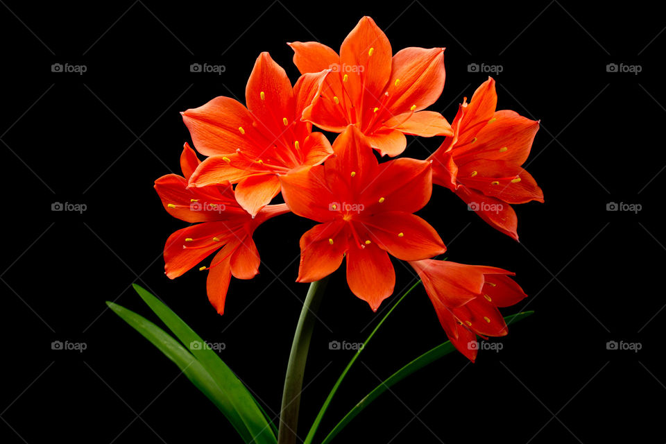 Portrait of a Scarborough Lily