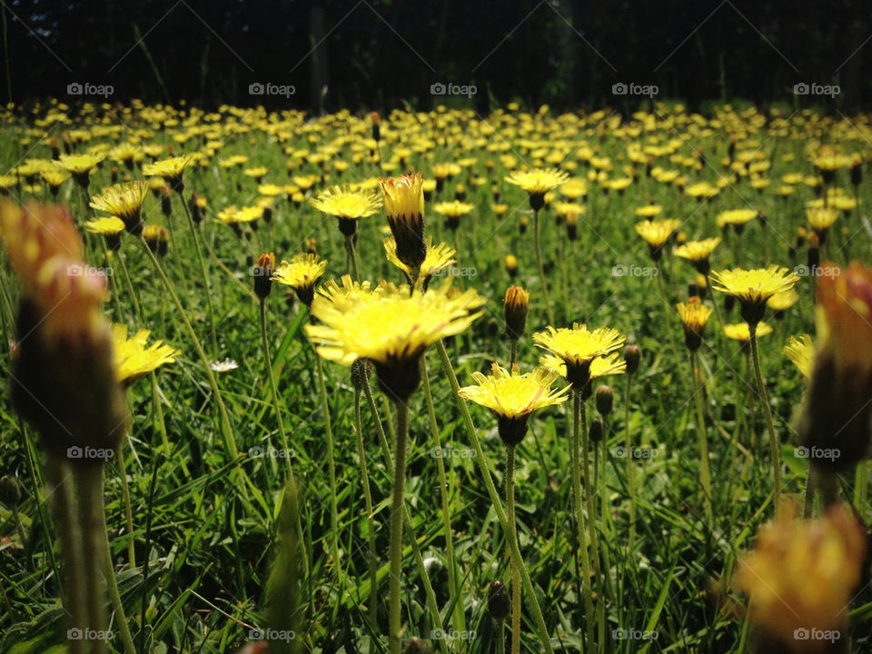green yellow flower summer by samrizzo