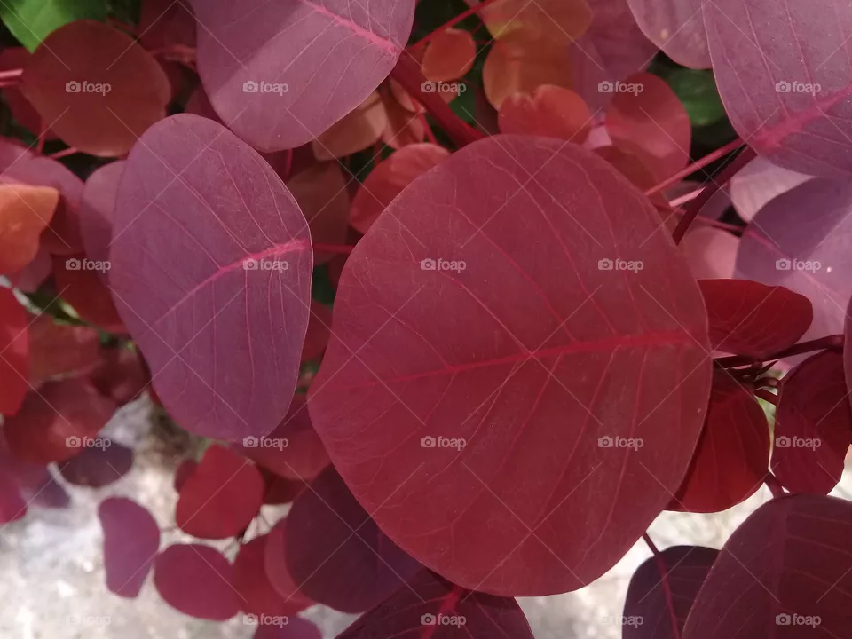 Leaves