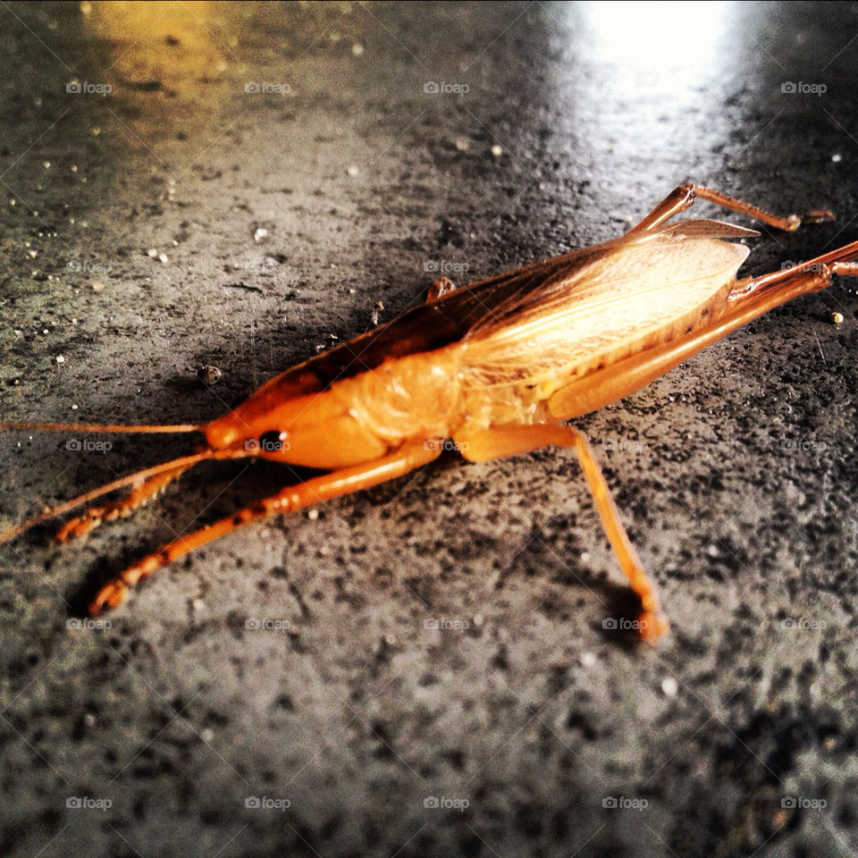 florida bug grasshopper by bbradway