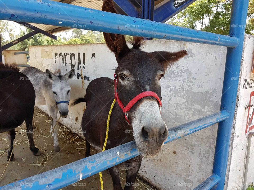 Donkeys at Vet Faculty