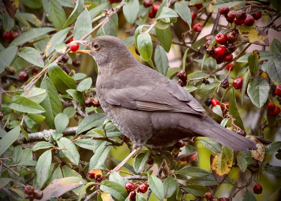 still hungry female blackbird ;)