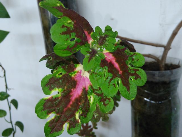 cores da natureza