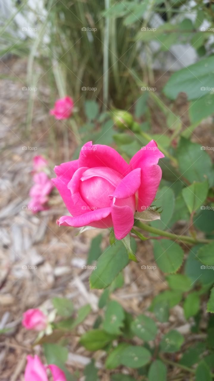 Rose in bloom