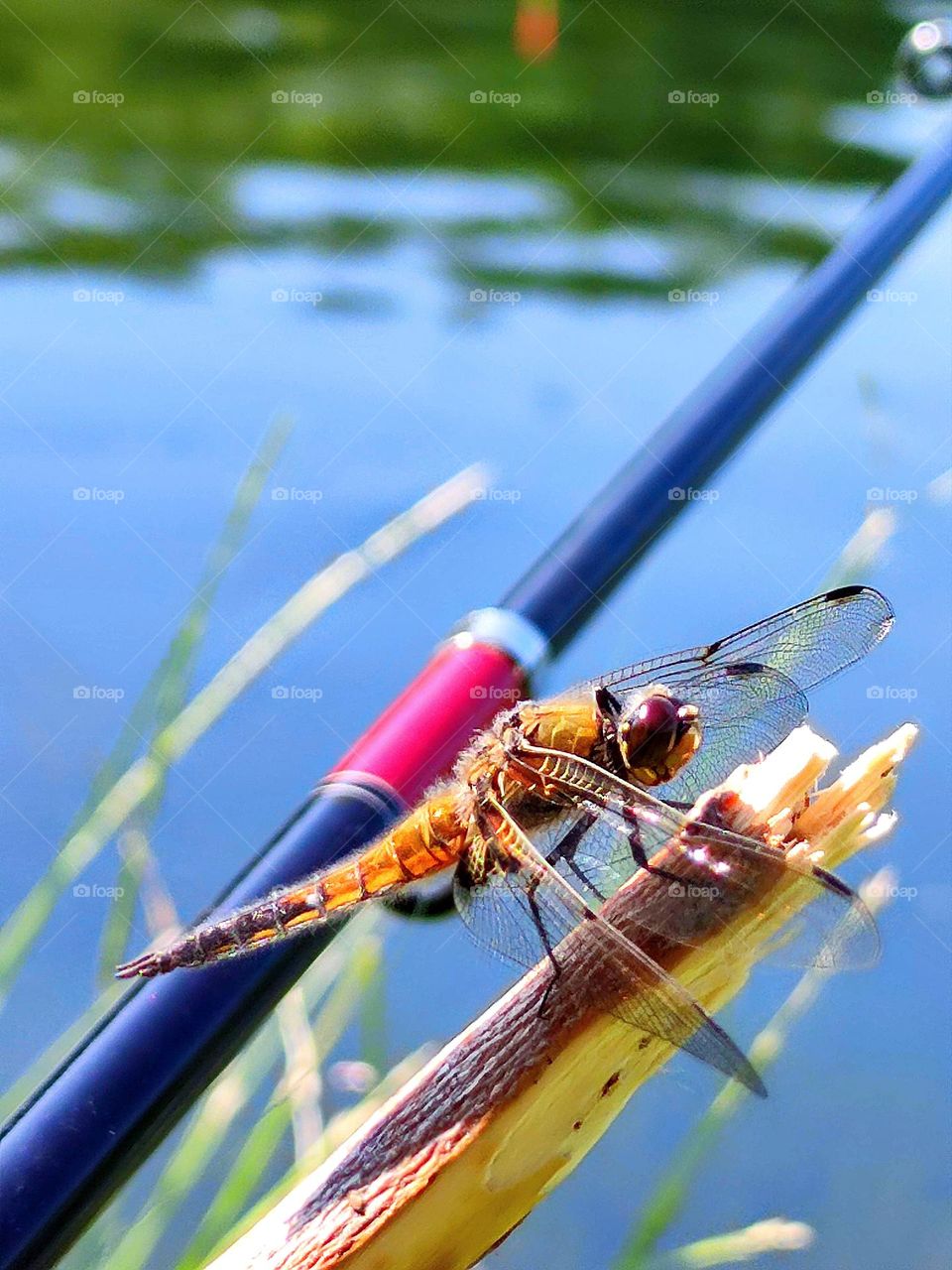 A dragonfly sits on a wooden stick against the background of a fishing rod, green grass and blue water.