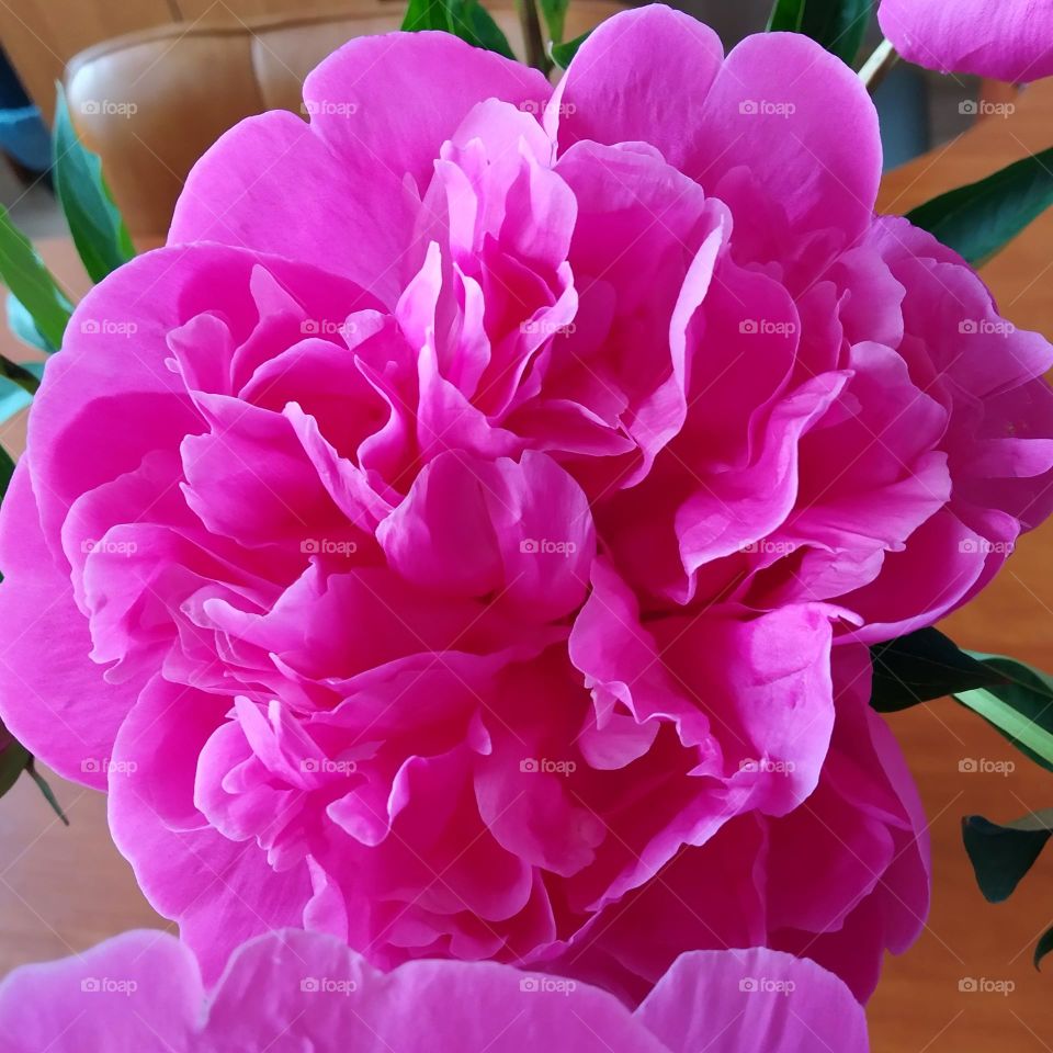 Peony