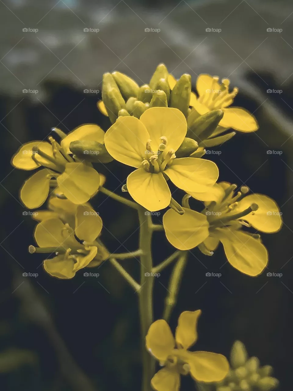 Beautiful yellow 