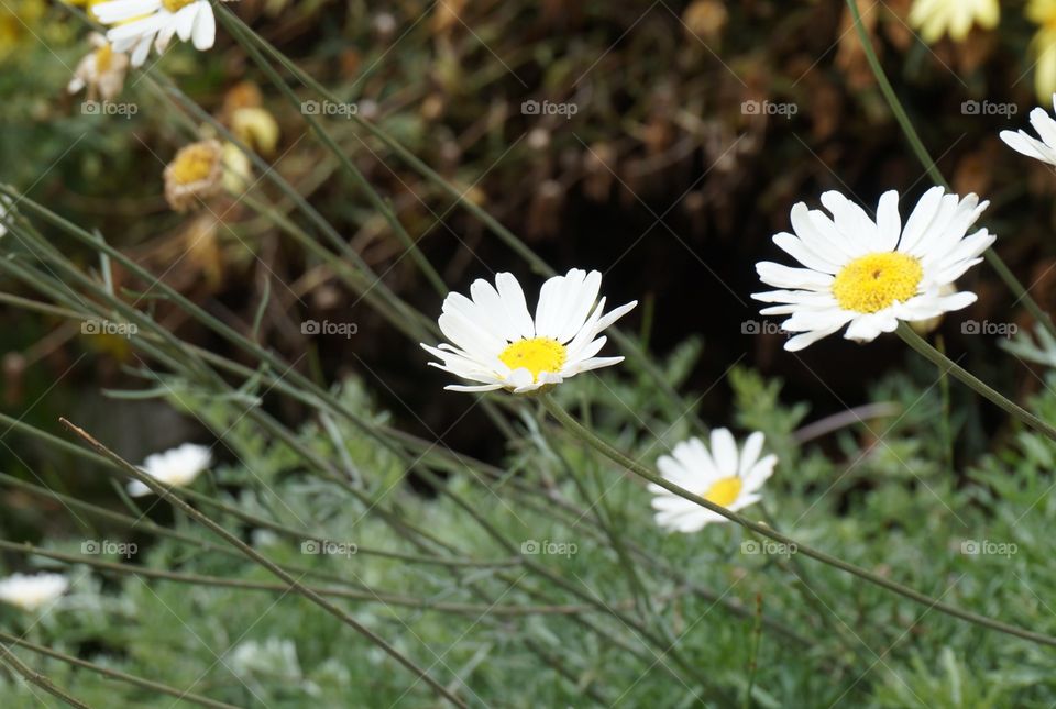 Close-up of daisy flowers