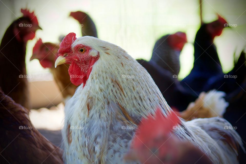 Headshot of a white hen with red comb and waffle with other hens in a chicken coop enclosure 