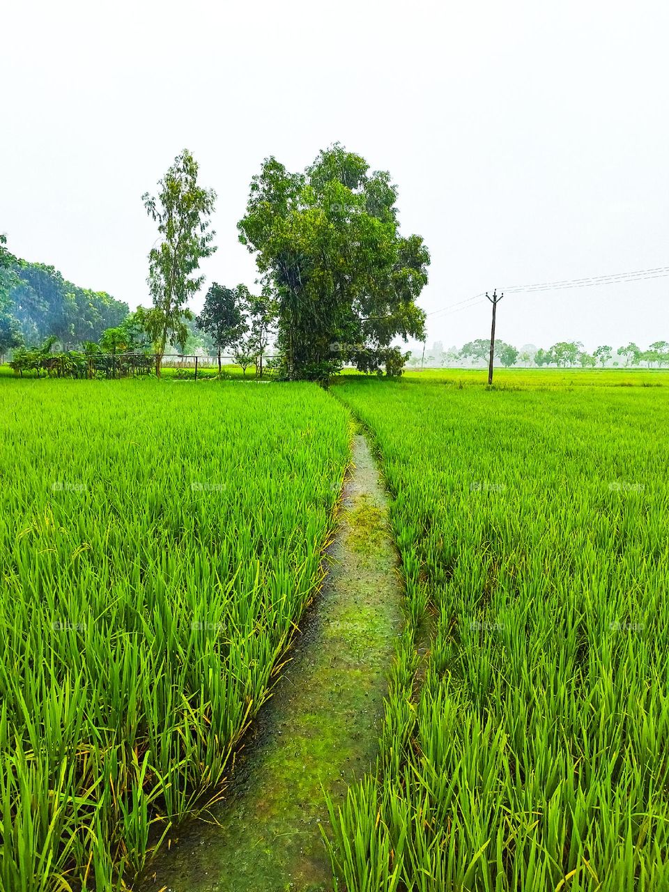 I took this photo of our village paddy field. Our village is very beautiful. Because there are many beautiful things to see in our village.