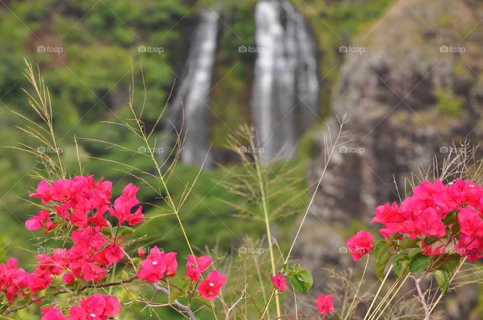 Flowers and Falls. A view of the falls in Kauai 
