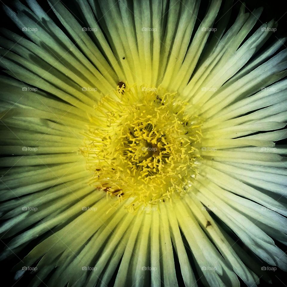 yellow flower. trip to the local nursery