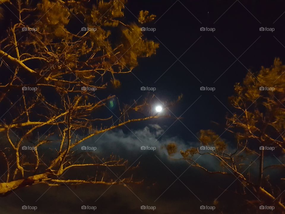 Moon with trees