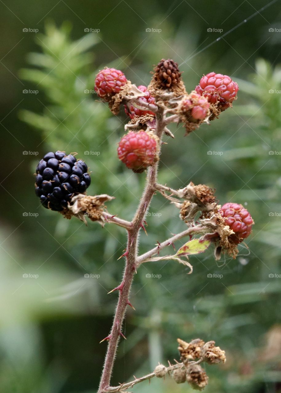 blackberries