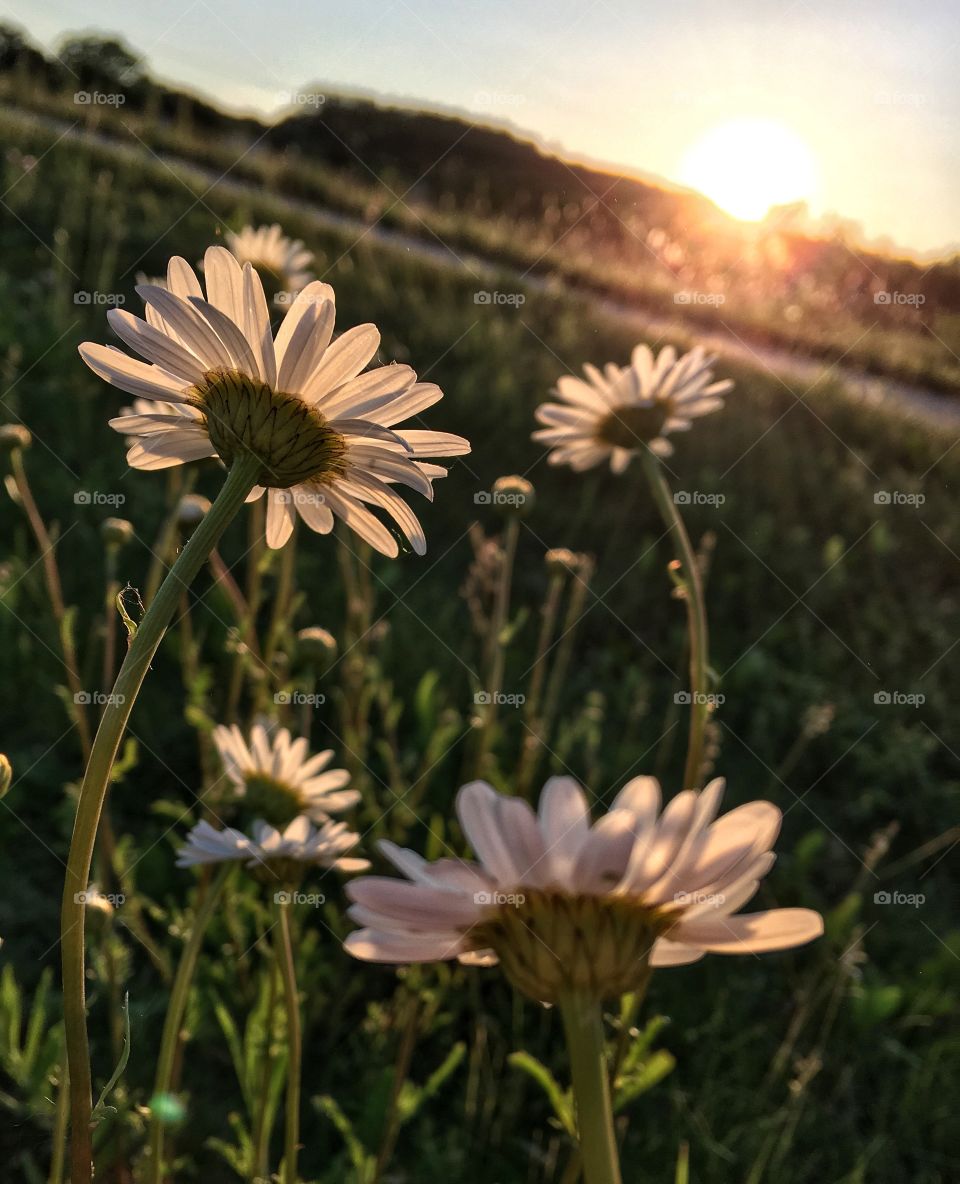 White flower growing on plant