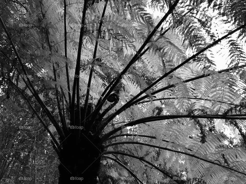 Black and white fern 