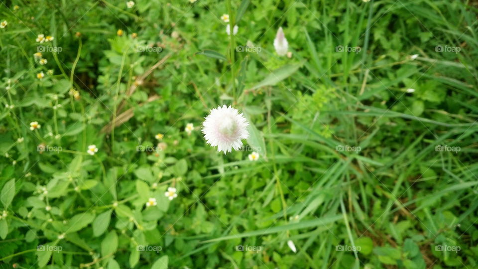 the most beautiful blooming little white flower in my farm
