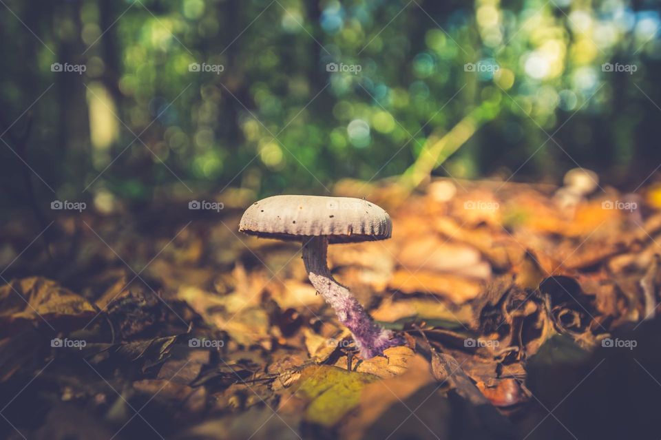 mushroom
