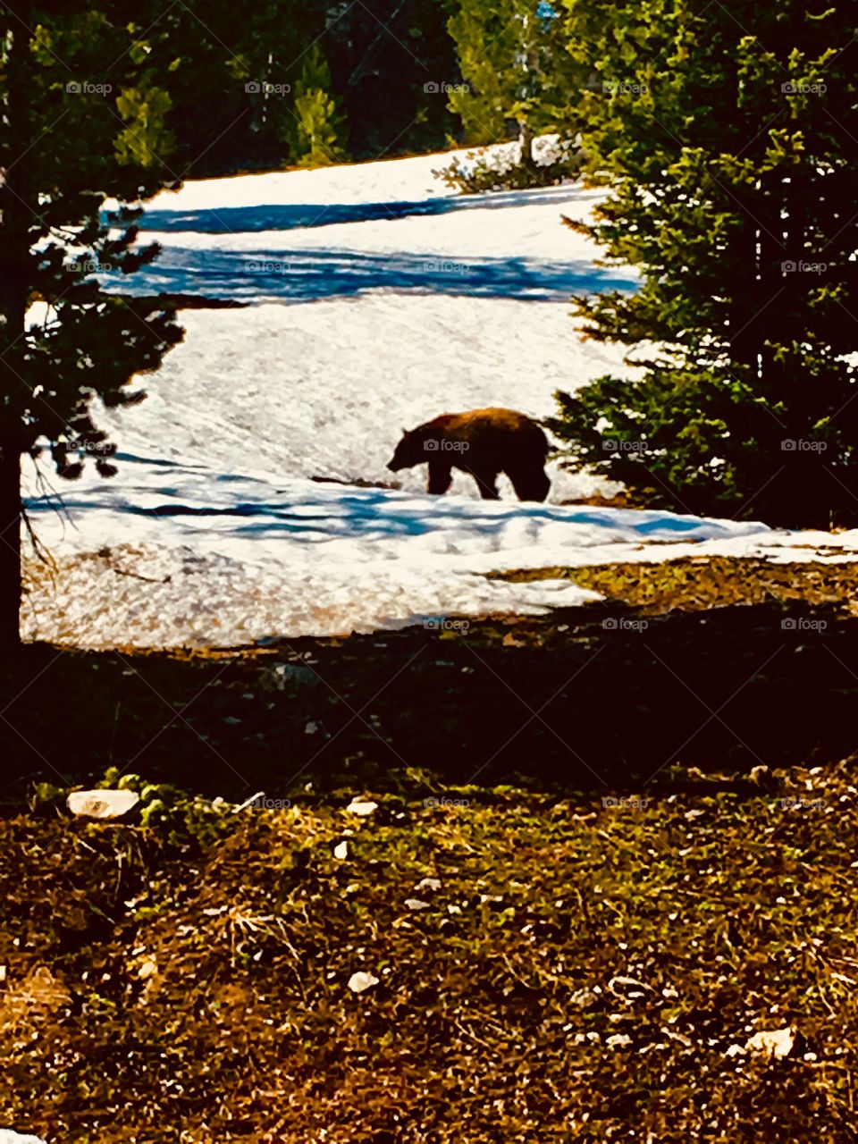 Bear In wild 