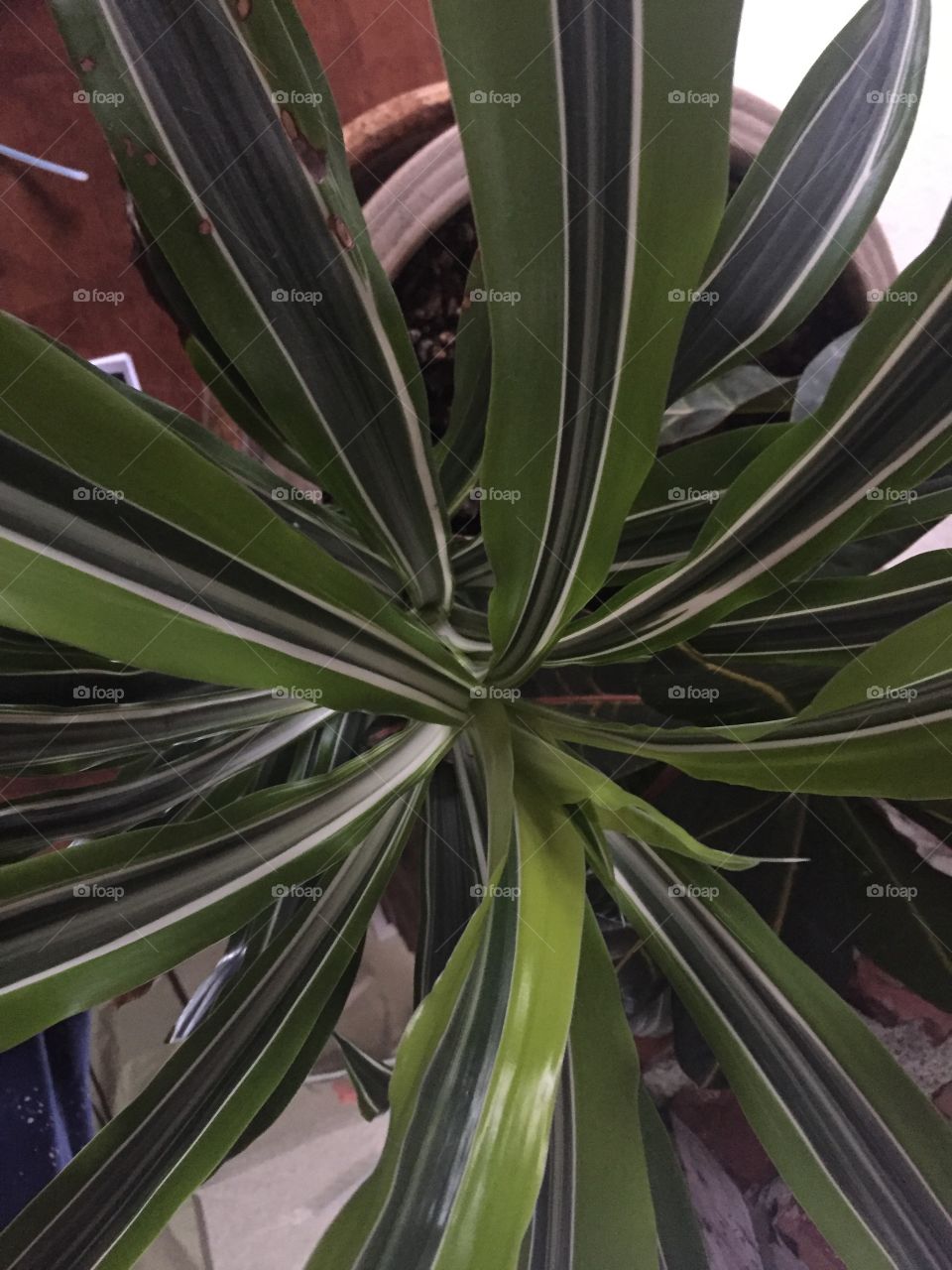 Striped leaves radiating from off center 