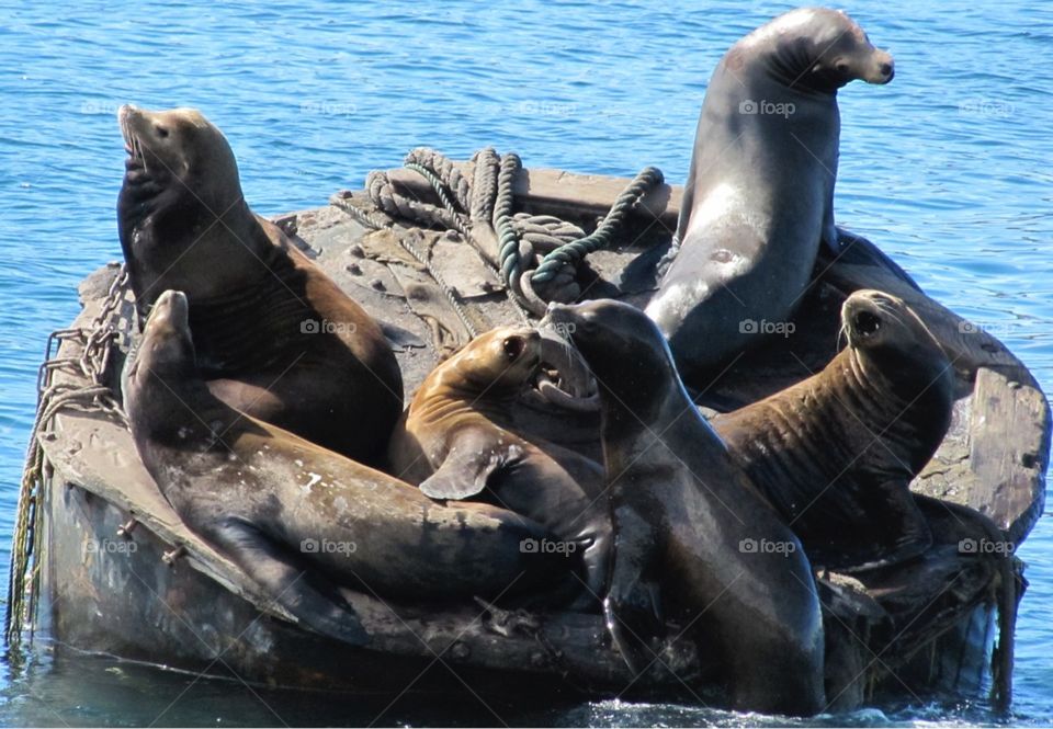 Sea lions - Monterey Bay