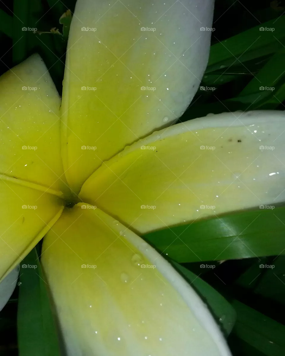 plumaria