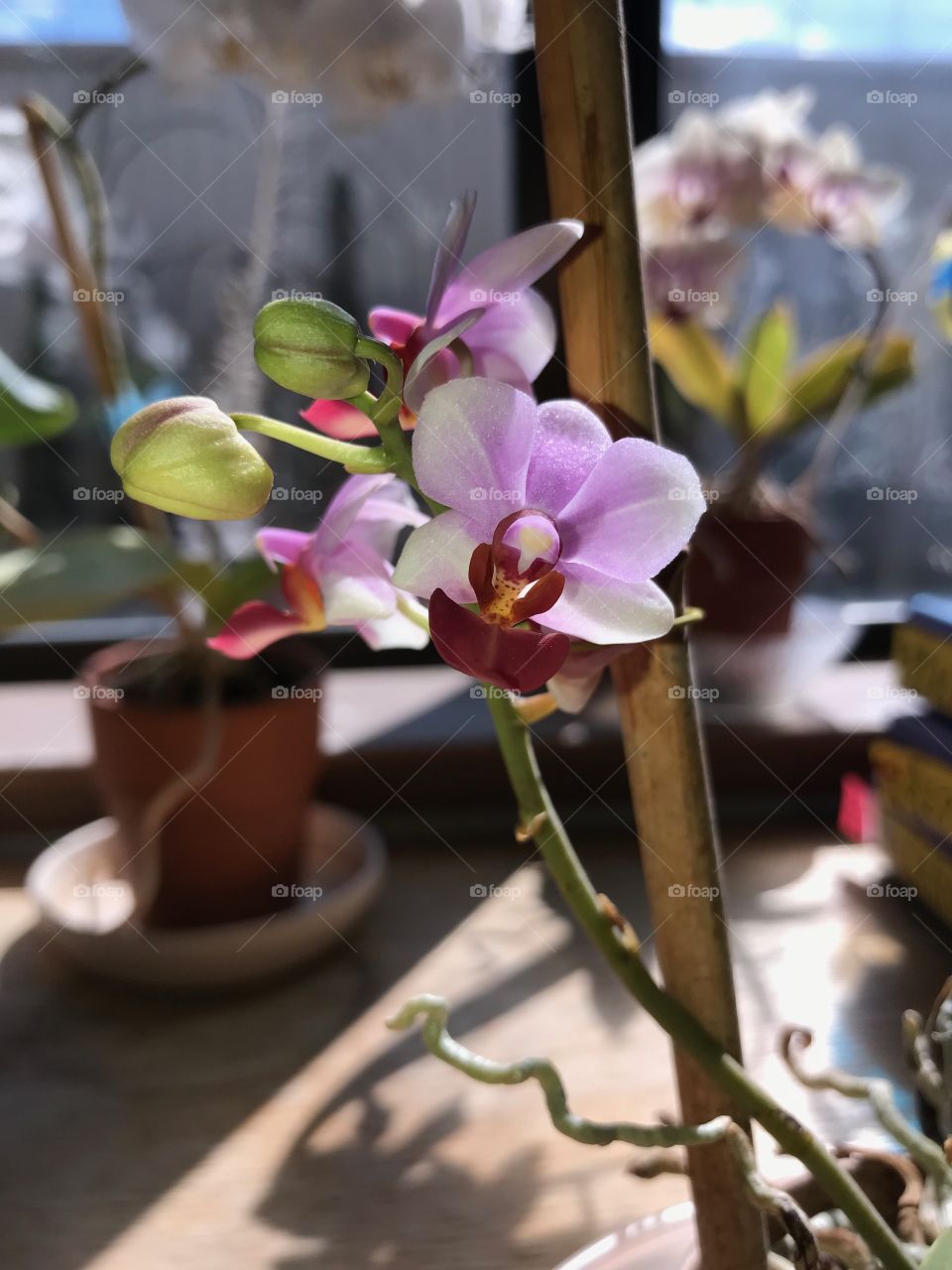 Tiny orchid blossom