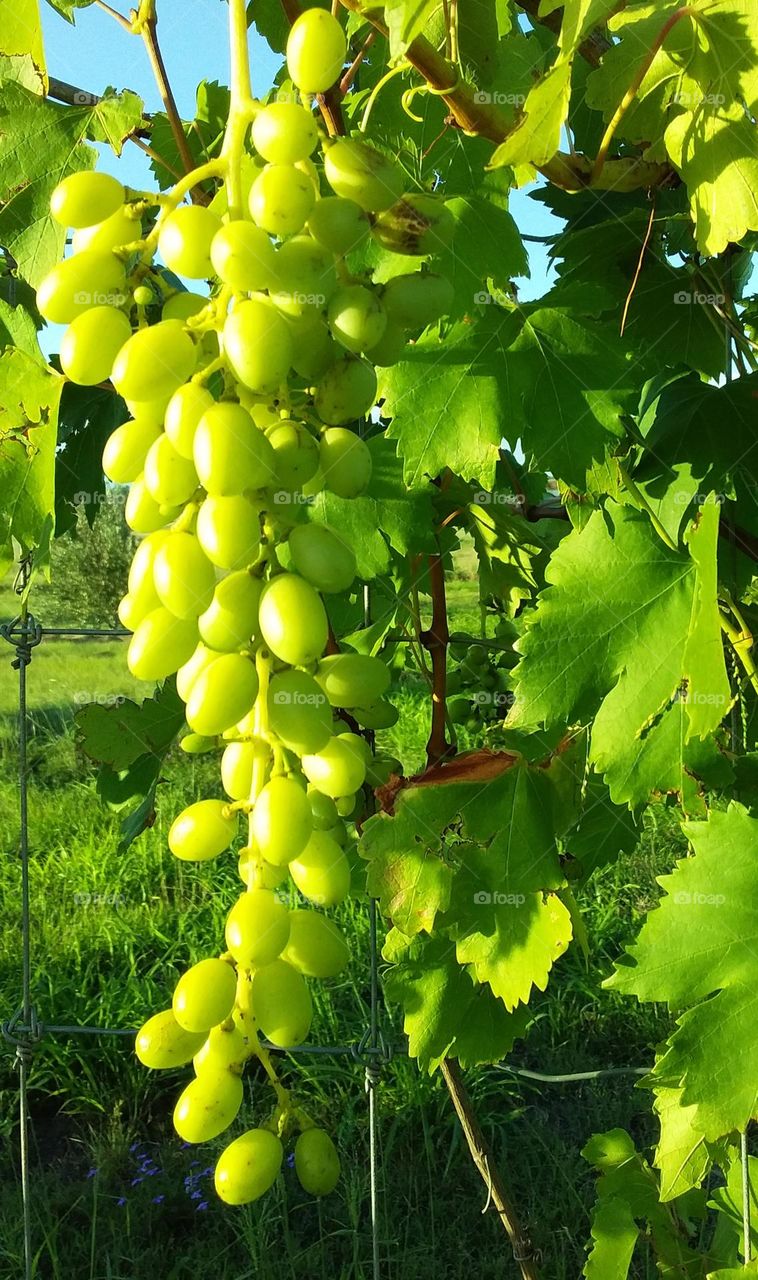Homegrown white table grapes ripening on the vine