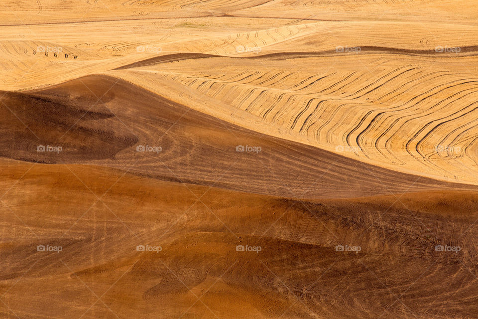 Palouse fields