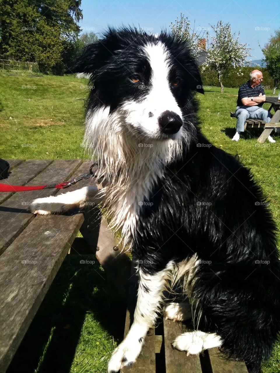 Pub dog